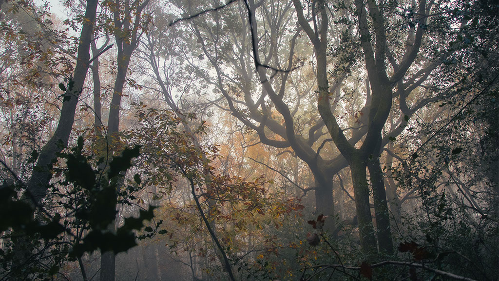 Misty autumn forest